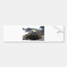 Marine iguana bumper stickers