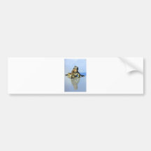 Marine iguana Galapagos Bumper Stickers
