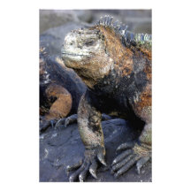 Marine iguana Galapagos San Cristobal Stationery Design