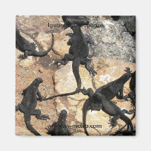 Marine Iguanas, Islas las Plazas, Galapagos Fridge Magnets