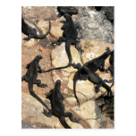 Marine Iguanas, Islas las Plazas, Galapagos Post Cards