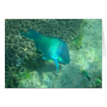 Marine Life Greeting Card