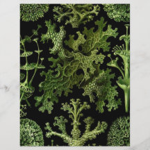 Marine Life "Dessins sous Marin Plante" Full Color Flyer