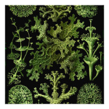 Marine Life "Dessins sous Marin Plante" Announcements