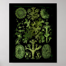 Marine Life "Dessins sous Marin Plante" Posters
