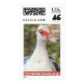 Marjorie the Duck Stamps