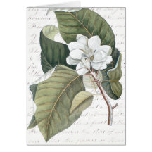 Mark Catesby Magnolia Collage w/ Essay on Flowers Cards