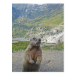 Marmot at Furka Pass Postcards