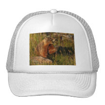 marmot mesh hat
