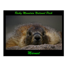 Marmot Postcards