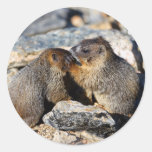 marmot round stickers