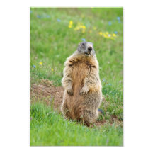 Marmotte de sentinelle photographies d’art