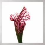 Maroon and White Pitcher Plant Print