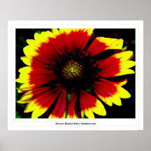 Maroon Blanket Daisy (luminescent) Poster