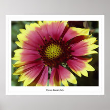 Maroon Blanket Daisy Posters