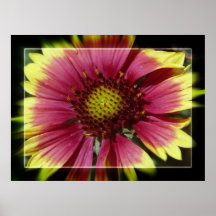 Maroon Blanket Daisy Posters
