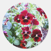 Maroon Pansies Round Stickers