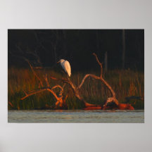 Marsh Bird Sunrise Poster Print