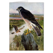 Marsh Hawk Greeting Card
