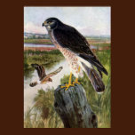 Marsh Hawk posters