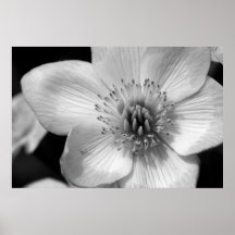 Marsh Marigold Poster