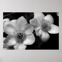 Marsh Marigolds Posters