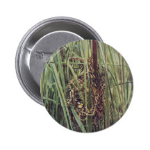 Marsh Wren Nest in Cattails Pinback Buttons