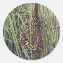 Marsh Wren Nest in Cattails Sticker