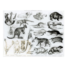 Marsupialia, Monetremata, Edentata Post Card