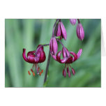 Martagon Lily 'Black Prince' Cards
