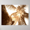 Marthon Palm posters