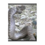 Martinez Wash Rattlesnake in Congress, AZ Postcard