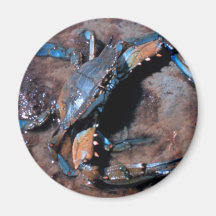 Maryland Blue Crab Fridge Magnets