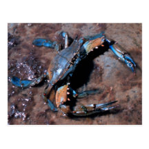 Maryland Blue Crab Post Card