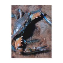 Maryland Blue Crab Post Cards