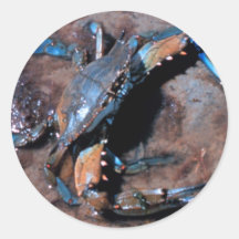 Maryland Blue Crab Round Stickers