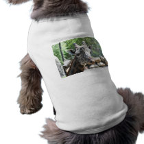 Masai Giraffe Close Up Portait Pet Clothing