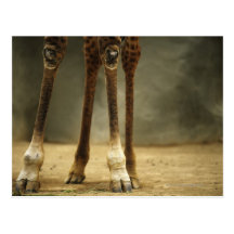 Masai giraffe, low angle view of legs, Giraffa Post Card