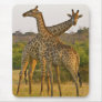 Masai Giraffes Kenya Africa mousepad