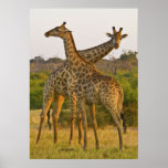 Masai Giraffes Kenya Africa poster posters
