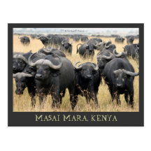 Masai Mara African Buffaloes Kenya Postcard