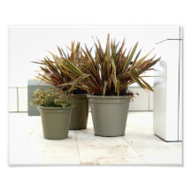 Masetas Photo Print