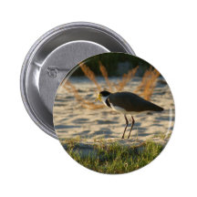 Masked Plover Pin