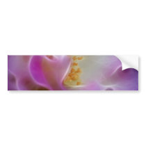 Masquerade pink rose and meaning bumper stickers