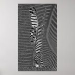 Massaï Zebra posters