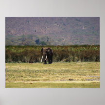 Massive Elephant Posters