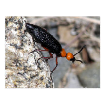 Master Blister Beetle Post Card