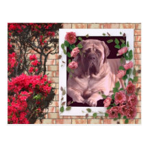 Mastiff carte postale avec des fleurs