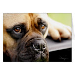 Mastiff de Taureau Carte De Vœux