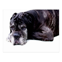 Mastiff Postcard